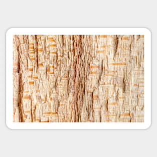 Tree trunk cross section Sticker